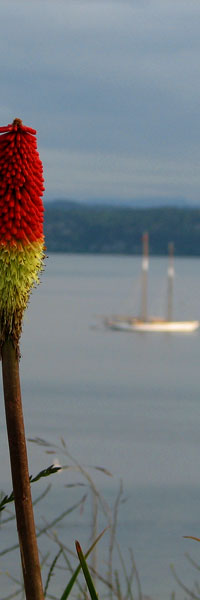 Port Towsend flower with sailboat