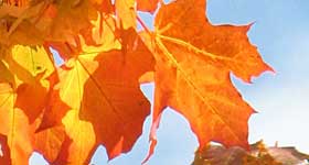 orange maple leaf in Port Townsend Wa.