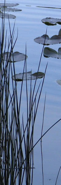 reeds at Kai Tai Lagoon